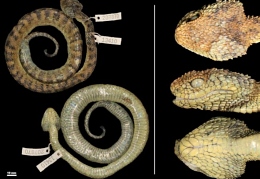 Atheris-hetfieldi-luis-ceriaco